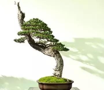 盆景展 ,美美美 !