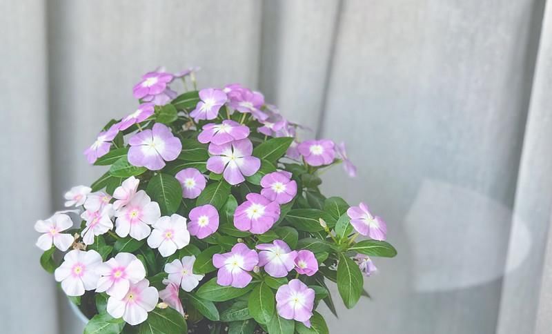 『栽培』花期最长的阳台盆栽，全年开花不停，栽培容易，漂亮又好种