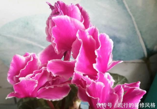 回家@春天还可以买仙客来吗,买回家怎么养?注意4点,还能开上两个月
