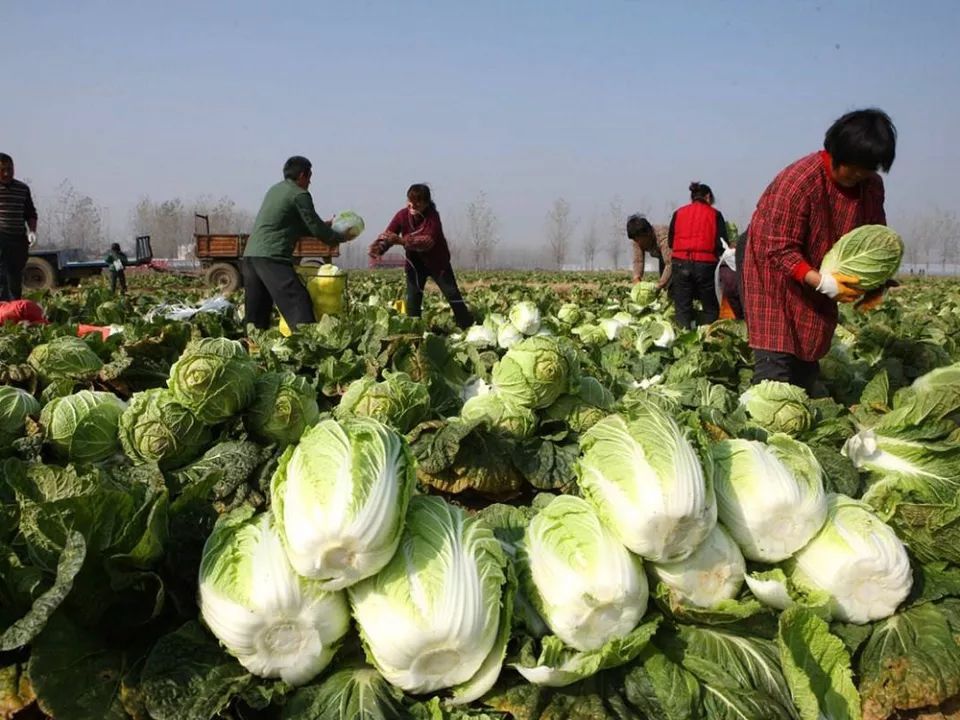  【我国】我国收购价1毛一斤，韩国却猛涨到30元一斤，农民的机会