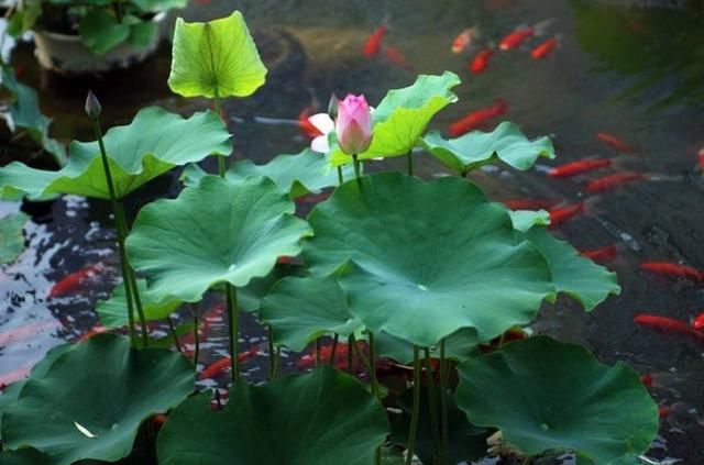 此处终结一个谣言，真相其实并没有那么有趣