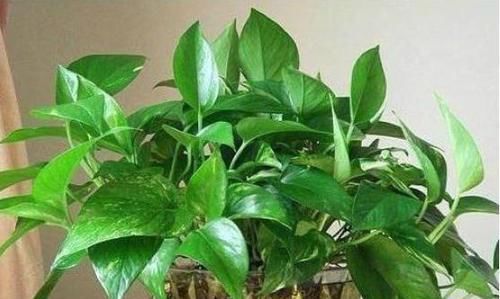  「水培植物的根系」水培植物用啥肥？2种肥料要“慎用”，很难吸收，还有可能烧根！