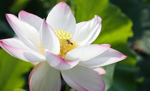 『白花龙吐珠』喜欢玫瑰,不如养盆“优良荷花”粉黛,花开娇艳美丽,千姿百态