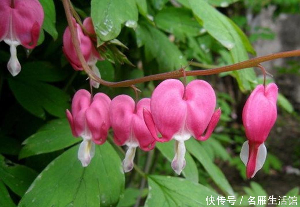 『牡丹』三月养棵荷包牡丹,做好5点开到春色渐老,满枝“元宝”
