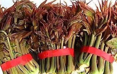  『春天』春天到，这8种野菜，一定摘回家，美味又对身体好