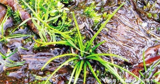 农村这种野草非常稀少，价值很珍贵，你若看到请珍惜保护好它