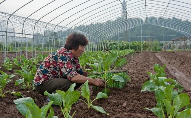 在农村实行种植业，这几种效益相当不错，你了解吗？