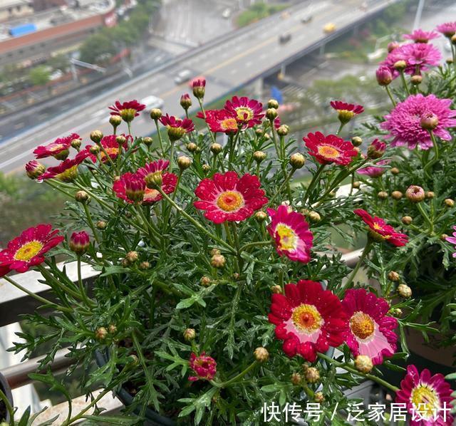 开满|玛格丽特怎么扦插?选对枝条,一根就能开满花盆