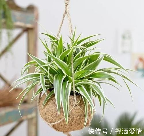 『观赏价值』吊兰叶片翠绿四季常青,不仅观赏价值高,还是净化空气的能手!