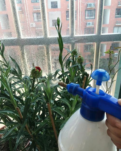 水像|柳树下捡点树枝,泡成水像植物的“兴奋剂”,喷一点就茁壮成长