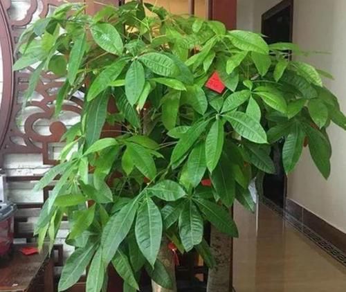  【铜钱草】家里养这几款植物，娇小不占地，比吊兰好养，你养了吗