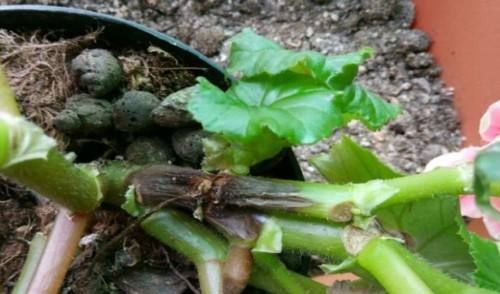  「浇错」5种花就怕乱浇水,浇错了不是黄叶就是烂根,更别指望开花了!