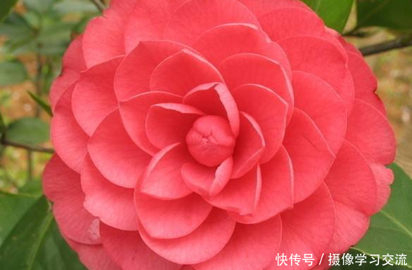  『功效』区区一朵花，竟有这3种“神奇”功效，早看早知道，不然亏大了！