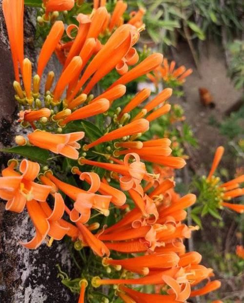  养棵：养棵“炮仗花”，花开3季，阳台开成花园，花瓣漂亮，不怕低温