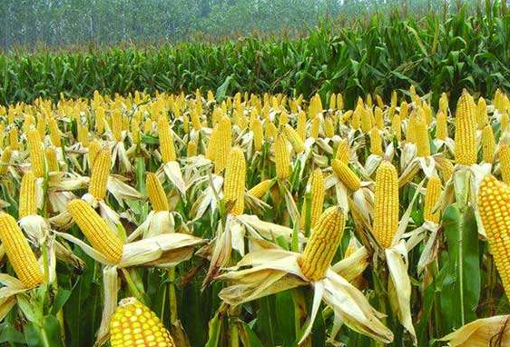  [玉米]老农乐了，玉米地里套种模式，提高玉米产量，比单一种植