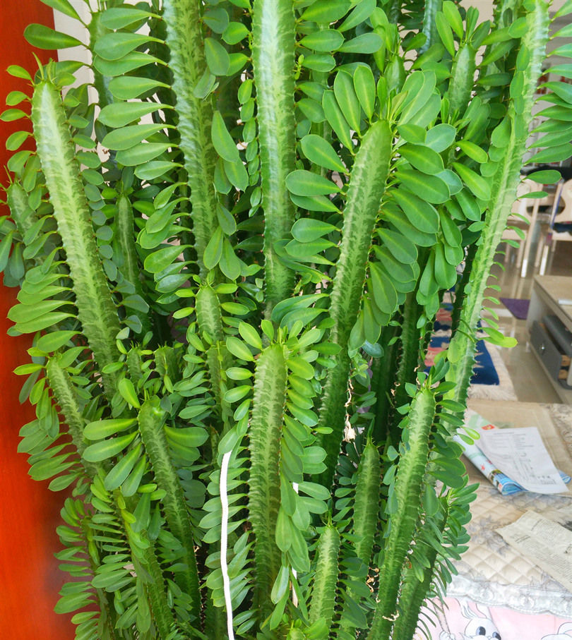  保证■养护龙骨只要做到这4点，保证枝叶翠绿茂盛，怎么养都不会黄叶