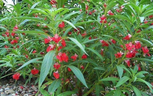  开花：夏天花都开败了?不如养上这“4种花”,好养易爆盆,开花一整夏