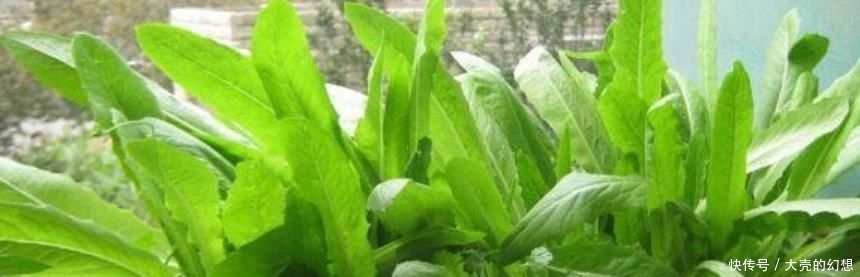 『不用』“5种菜”种阳台,长得快,结果多,不用出门买,随吃随摘!