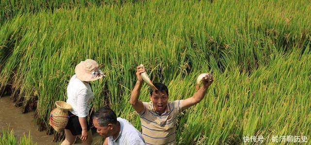 农民偷偷在稻田里养它，现在每亩多收三千块