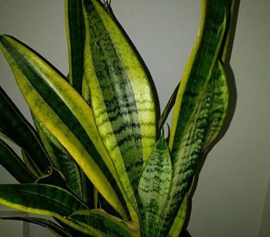  『用温水浇花』温水也可以浇花？浇完就疯长，比施肥还有用！