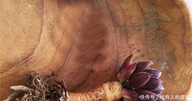 农村一种多肉野草，人称“观音坐莲”，很多人不知它的真实用途
