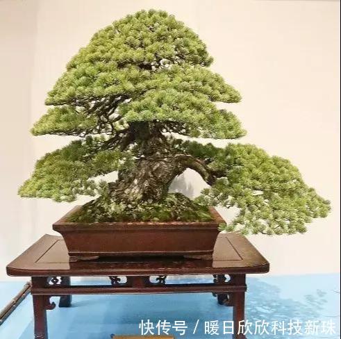 什么算的上是好盆景？学会看芯，芯是盆景的重点