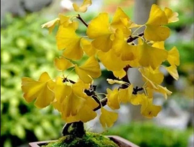  银杏@养棵银杏盆景，秋季天叶子金黄，挂满银杏果