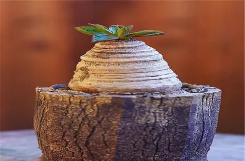  [植物]史上“最萌植物”的变态版来袭！