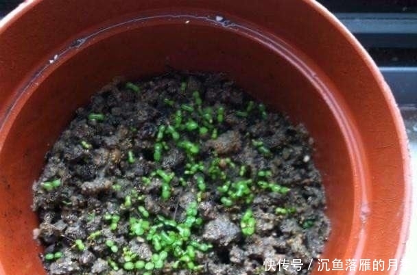 草莓■阳台上盆栽草莓,好吃好种又好看,结的果子四季吃不完!