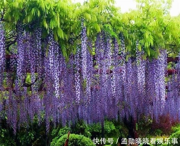 『迷人』花期可达200天!花朵漂亮迷人,庭院再小也得种