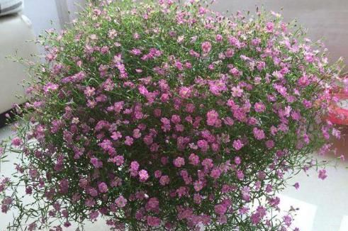 『家里』这种花卉几乎每天都开花,你再“懒”也能养活,一开花家里像春天