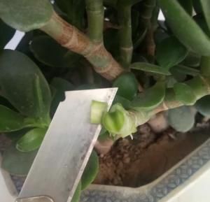  适合：春天适合嫁接，剪点长寿花嫩枝，嫁接玉树上，同时开出3个色