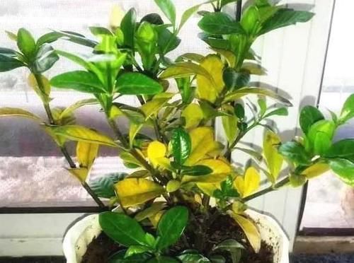 「干枯的现象」栀子花黄叶,干巴巴?2个妙招很重要,学会了,叶子油绿闪光