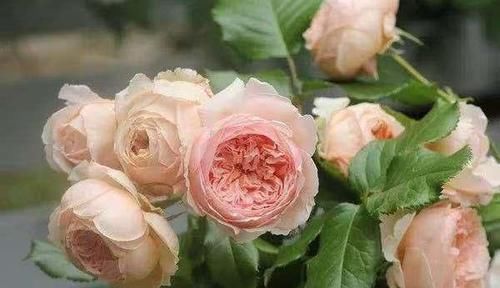  优秀■此花又名“真优秀”，花香浓郁，花色好看，极为好养，几乎零差评