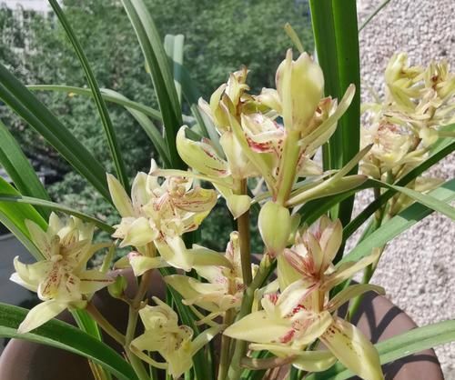  「检查盆土」兰花翻盆到底要不要换盆土植料？搞清楚3点，兰花翻盆就这么简单