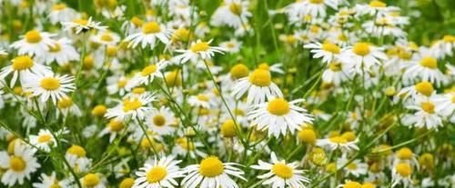  「草本植物」适合种院里的6种多年生草本植物，可养成盆栽，能不断收获枝叶
