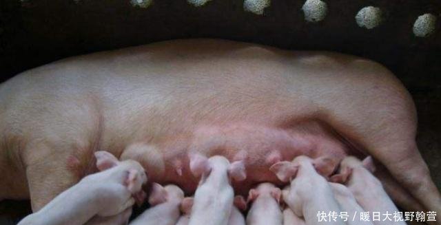养猪最忌讳的4大点，千万不要碰，否则钱很难赚，绝对值得收藏