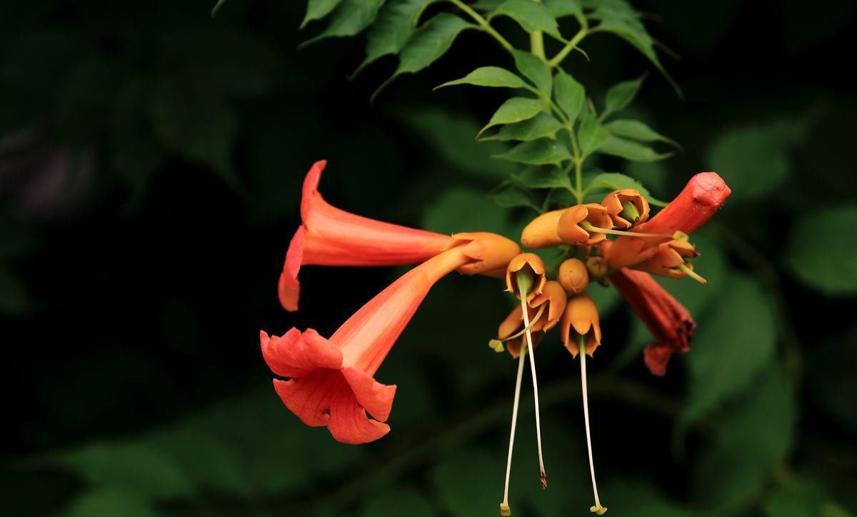  『凌霄花』院子养花千万别错过此花，不仅好看还好闻，一眼望去就是彩色花海