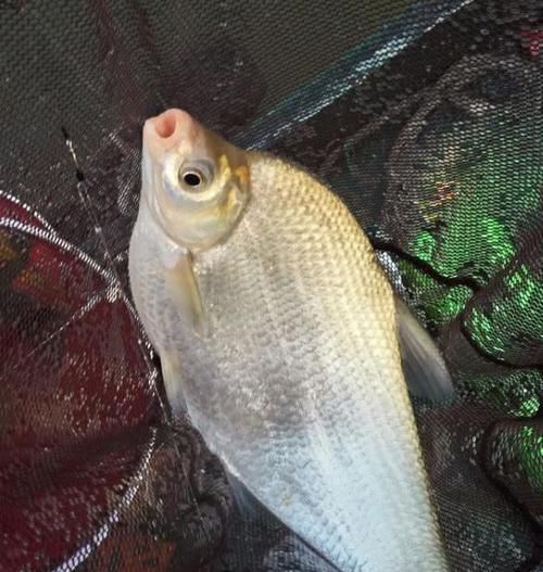  『路人甲』总感觉鱼越来越难钓了？不一定是钓技不给力，真实原因是这4点