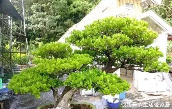 随便|这“6种花”客厅随便养2盆,养人“旺财”还镇宅,越有钱越爱养