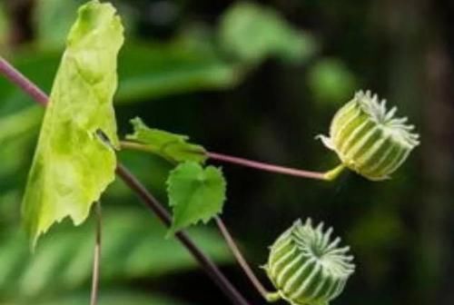  「植物」农村一种植物，价值珍贵，很少人知道，有幸遇到请珍惜！