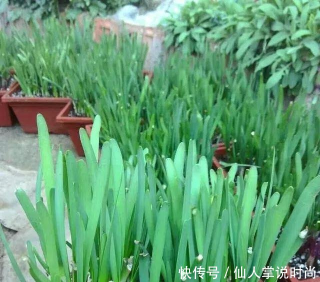 试试■都说种韭菜可以多次采摘,我准备好泡沫箱,试试种在阳台上