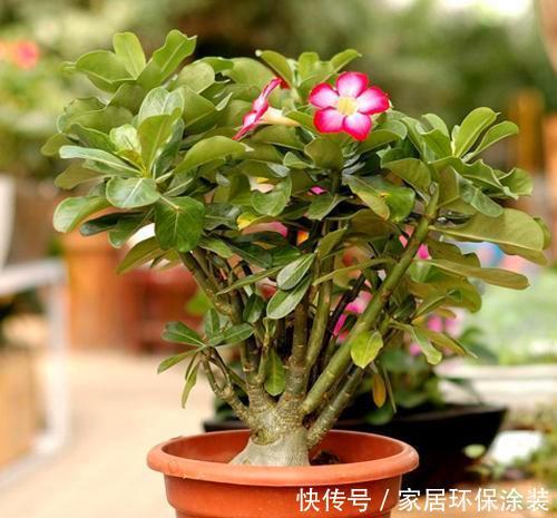 『细心』春天养花需要将伤害降到最低,搬动、浇水都要细心,才能根壮花朵