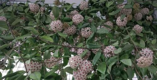  #花团锦簇#阳台种花选这5种，一棵一分钱，一次开100朵，花团锦簇阳台成花海