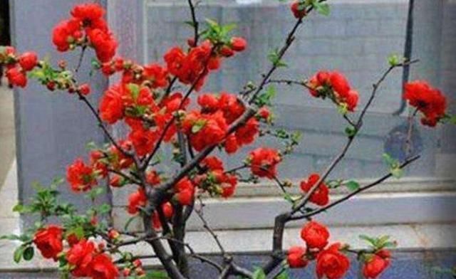  『栀子花』在家养盆景，用“3种植物”最好，3年就能养成，比一般盆景更美