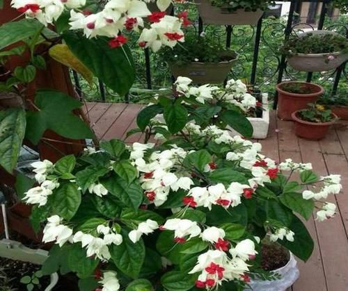  【观叶】还在家盆栽绿植观赏？不如养盆龙吐珠，四季可居家赏花观叶
