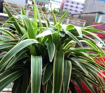  「新叶」春天养吊兰，自制“黄金水”，比买的花肥强的多，新芽新叶冒的欢！