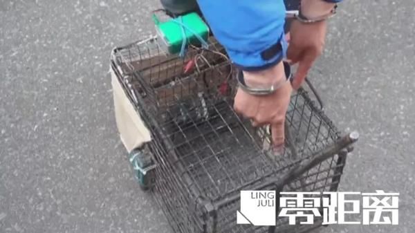 查处@查处！男子诱捕流浪猫卖给饭店当兔肉：它们没主人，不犯法！