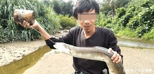 「泥鳅」河鳗还是大泥鳅? 目测有三四斤了, 有人认识吗? 网友: 应该值钱