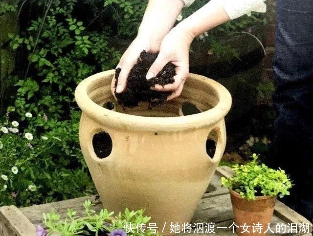 可赏:春暖花开之际赶紧播下香草种子, 可观可赏还能让你家餐桌喷香